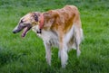 Borzoi or Russian Wolfhound or Russian Hunting Sighthound or ÃÂ ÃÆÃÂÃÂÃÂºÃÂ°ÃÂ ÃÂ¿ÃÂÃÂ¾ÃÂ²ÃÂ°ÃÂ ÃÂ±ÃÂ¾Ãâ¬ÃÂ·ÃÂ°ÃÂ I